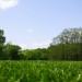 IMG_5225 thumbnail